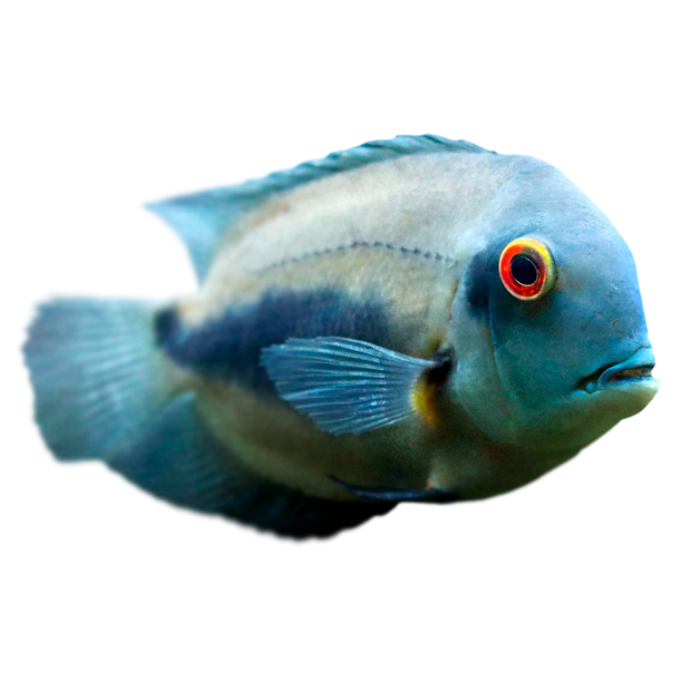 Imagem do peixe Uaru